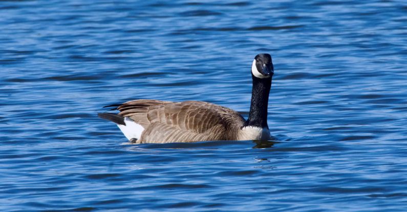 Floating Shelves - Canada Goose in Blue Sea